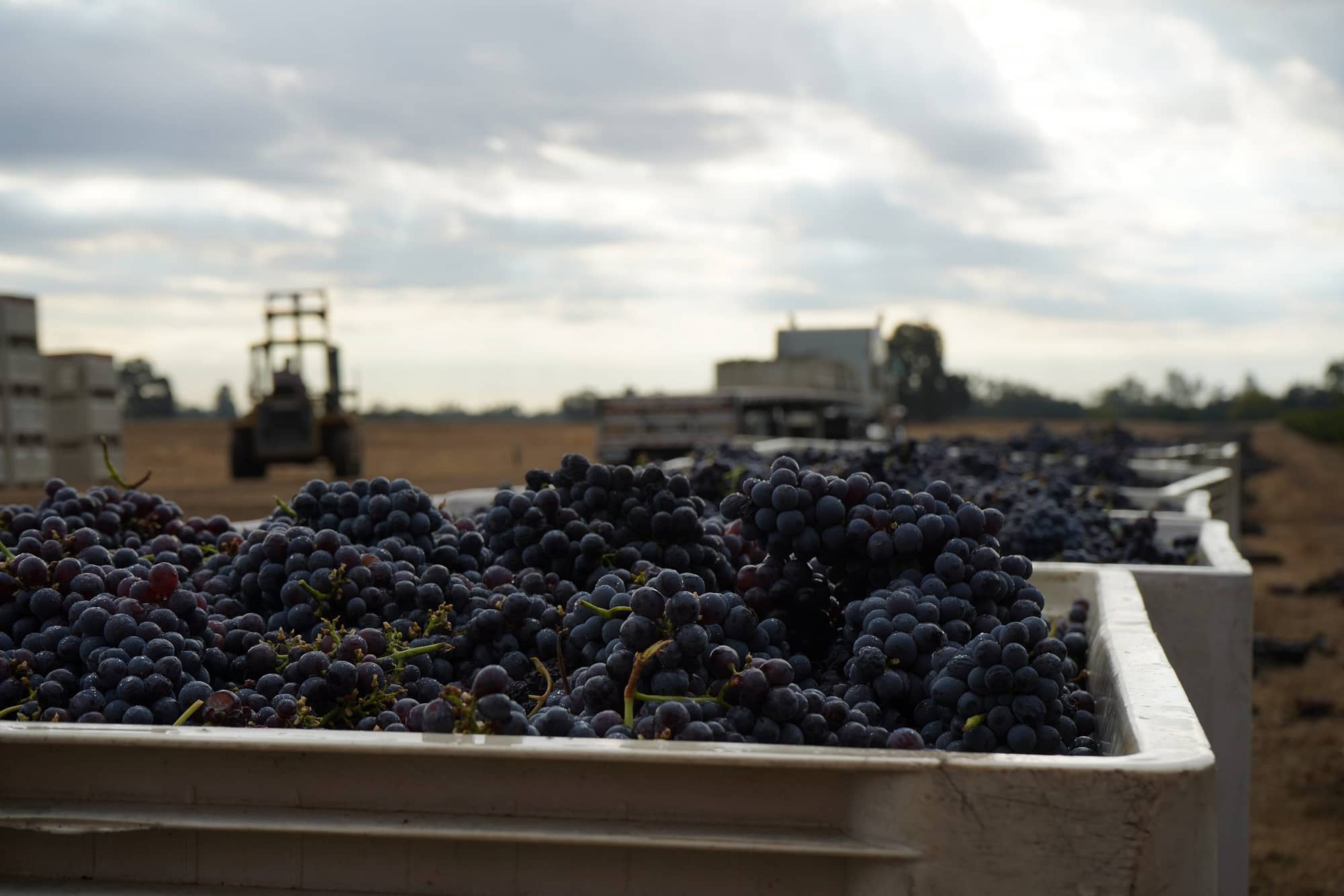 MT trucks at grape harvest